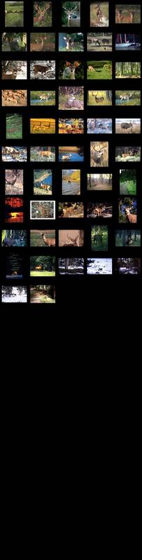 Deer Screensaver Screenshot